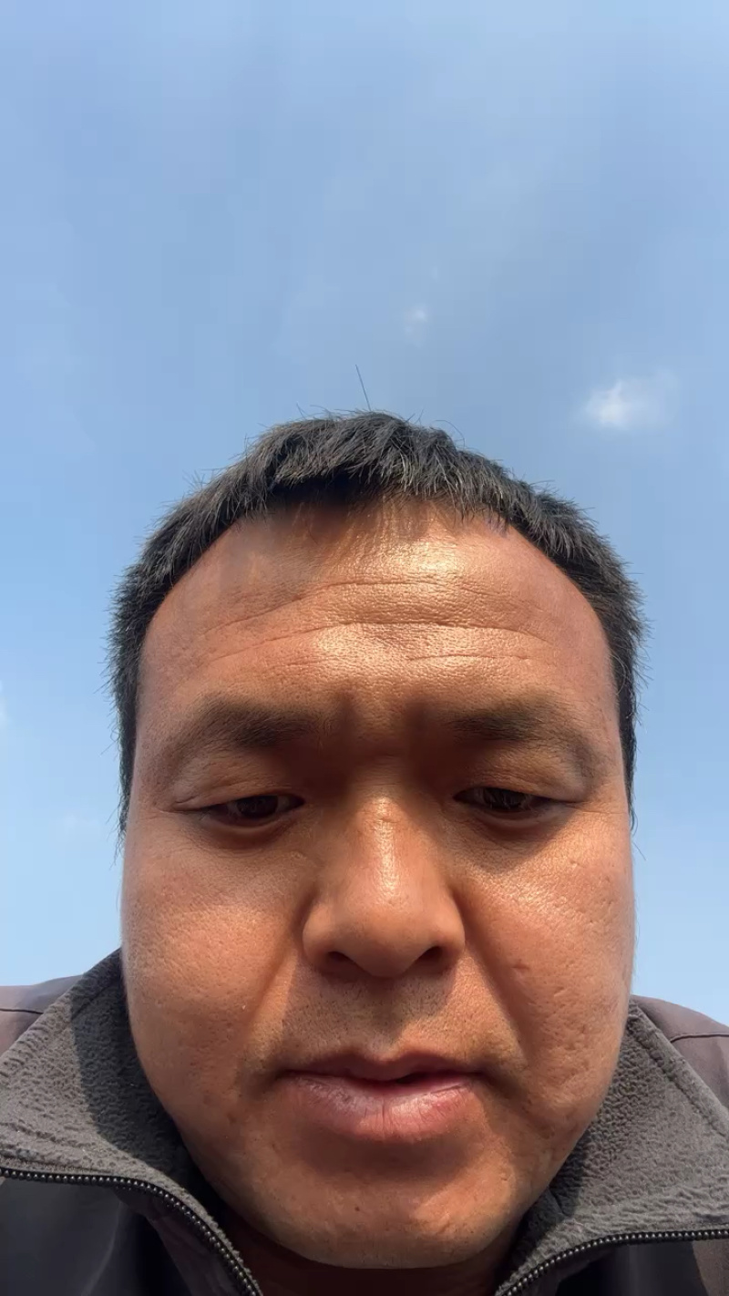 大量供应毛桃成品桃树苗