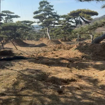 山东斜飘造型松（地径22-25）全国**的性价比高基地！
