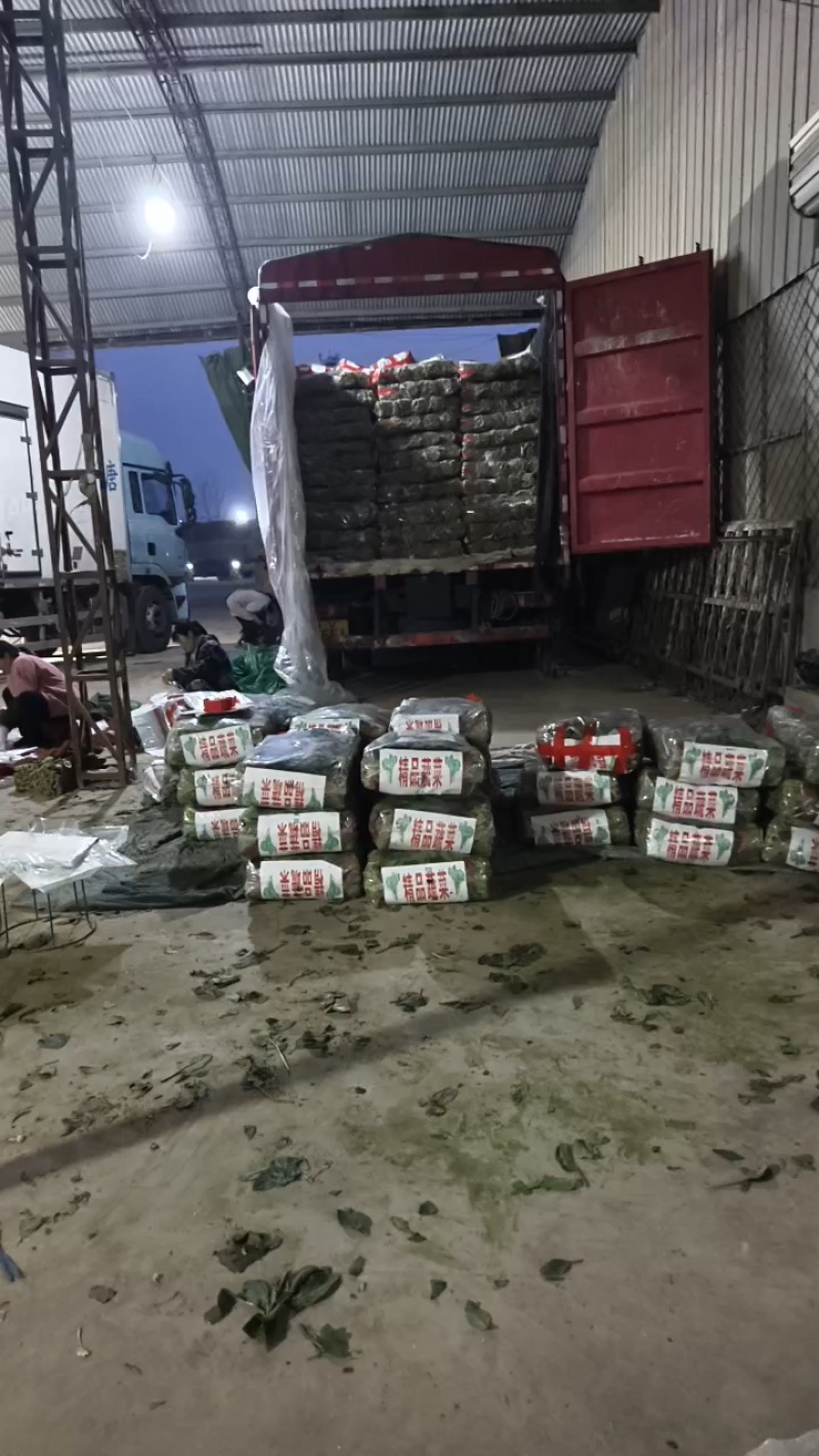 精品菠菜大小各种包装都有，代发全国货源充足，山东菏泽单县