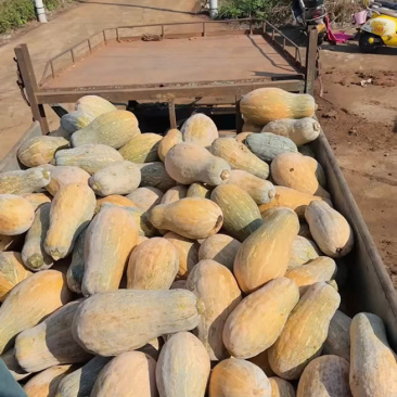 蜜本南瓜【优质南瓜】大量供应加工厂，食堂，商超
