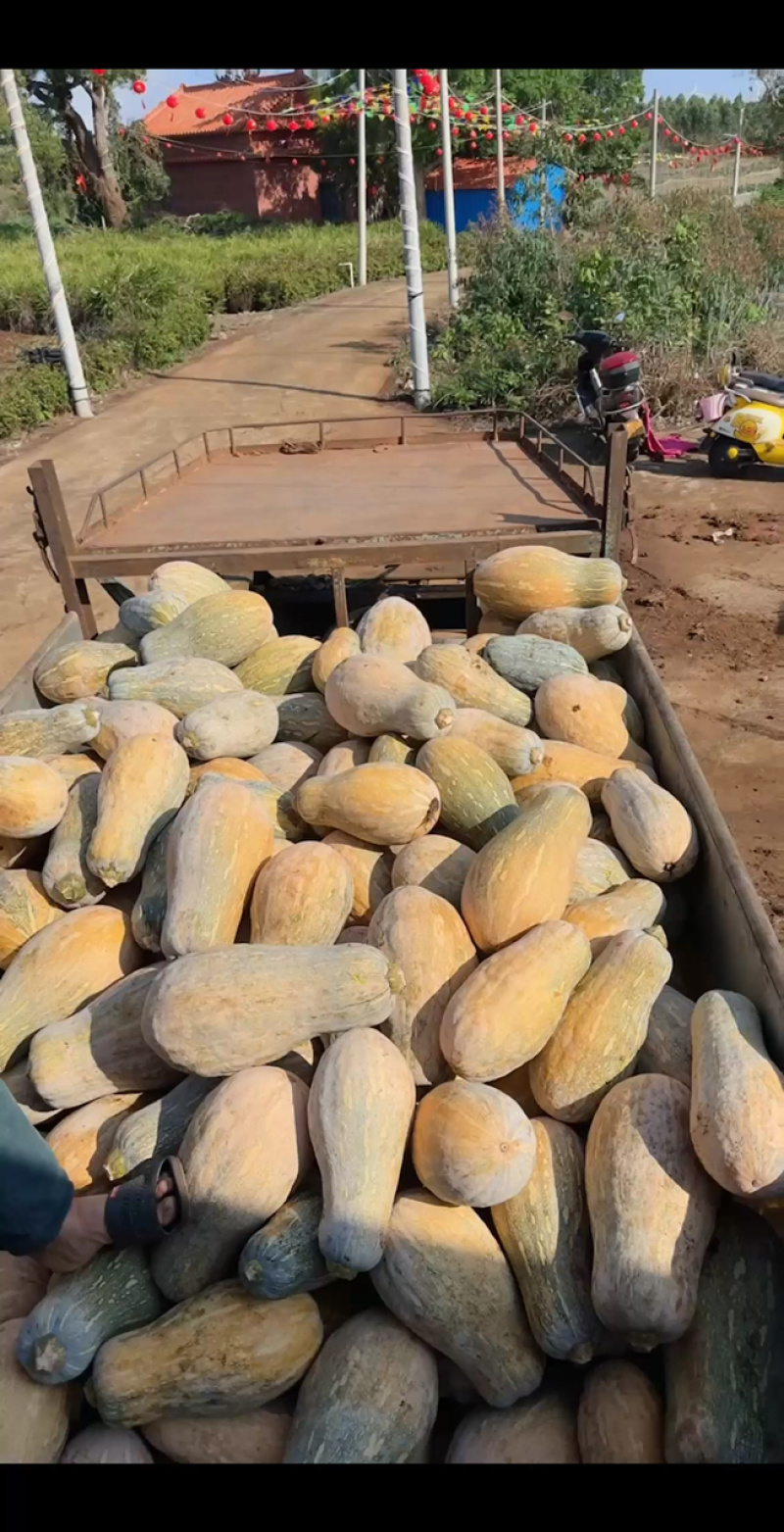 蜜本南瓜【优质南瓜】大量供应加工厂，食堂，商超