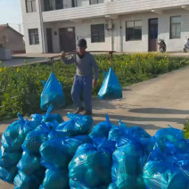 圆甘蓝，南通产地，一亩田友专享（品质保证）产地供应