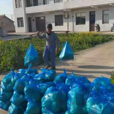 圆甘蓝，南通产地，一亩田友专享（品质保证）产地供应