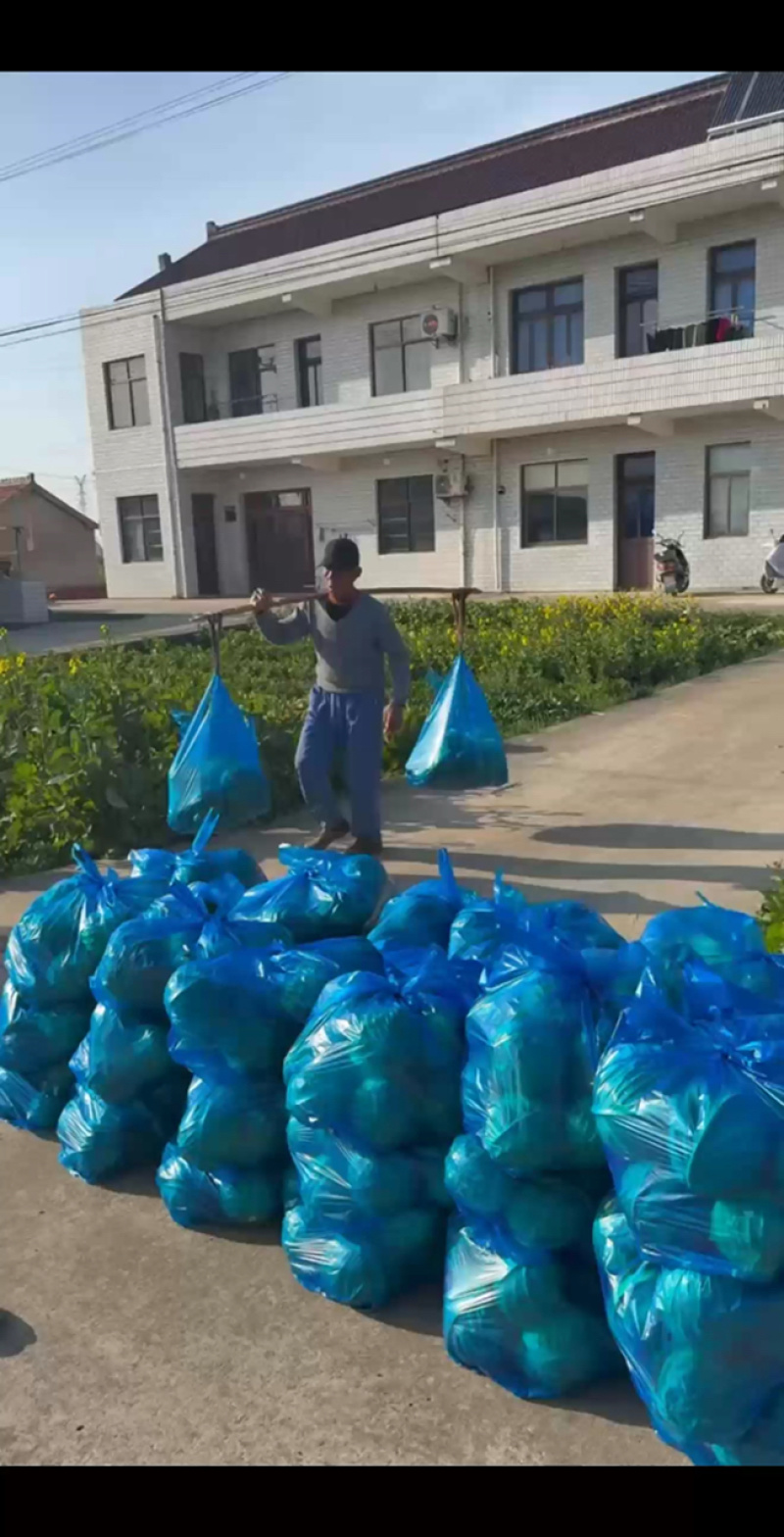 圆甘蓝，南通产地，一亩田友专享（品质保证）产地供应