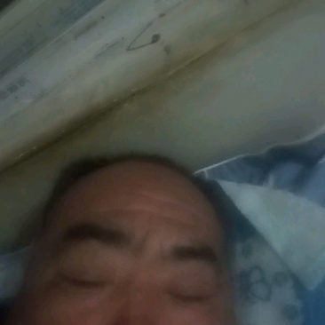 《精选》陕西红根蒜苗基地直发对接全国量大从优一条龙服务