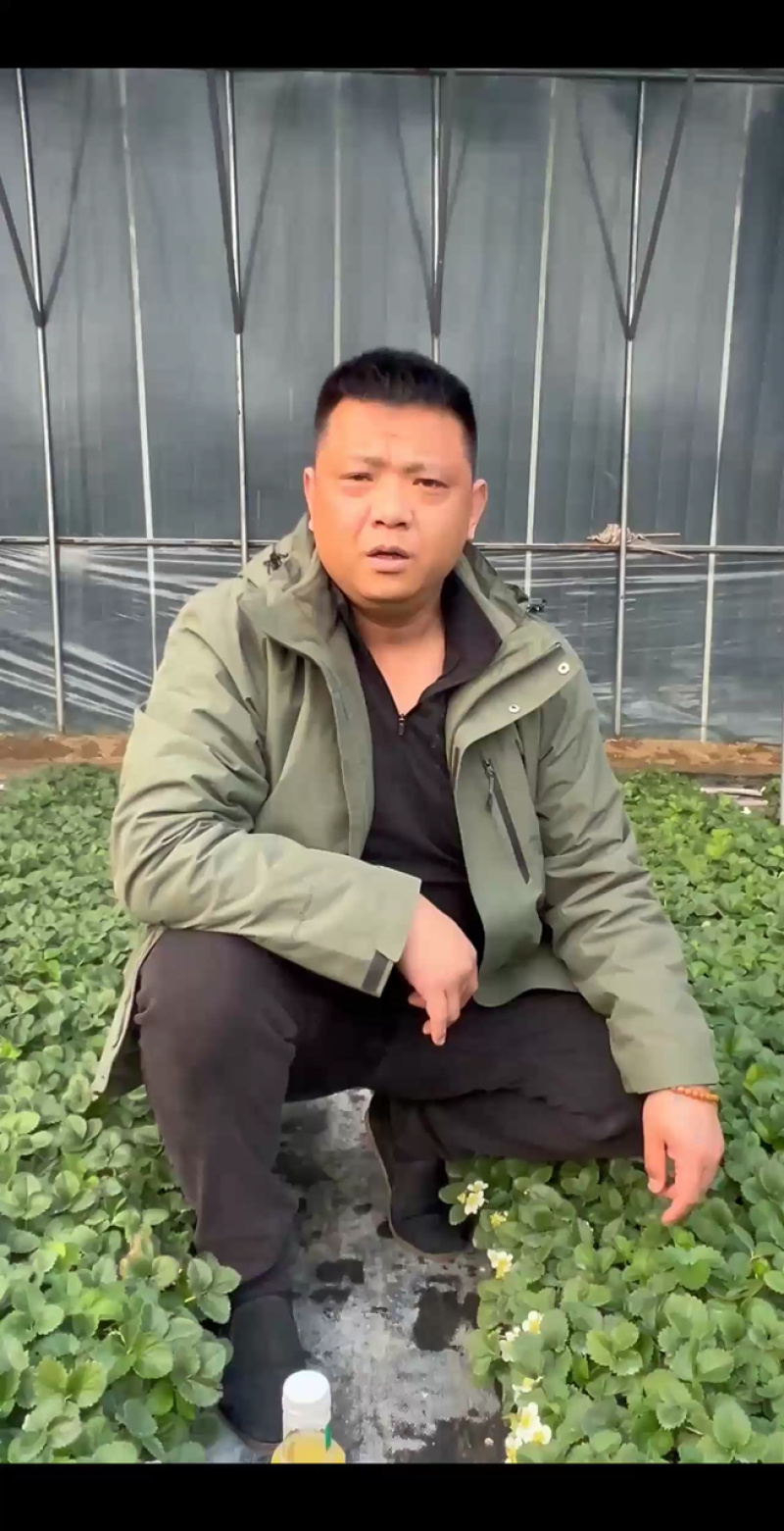 基地直发随珠香野草莓苗脱毒草莓苗量大从优