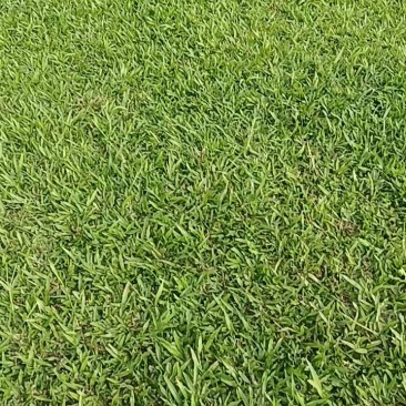 马尼拉台湾草草坪草兰引三号混播草货品充足量大从优