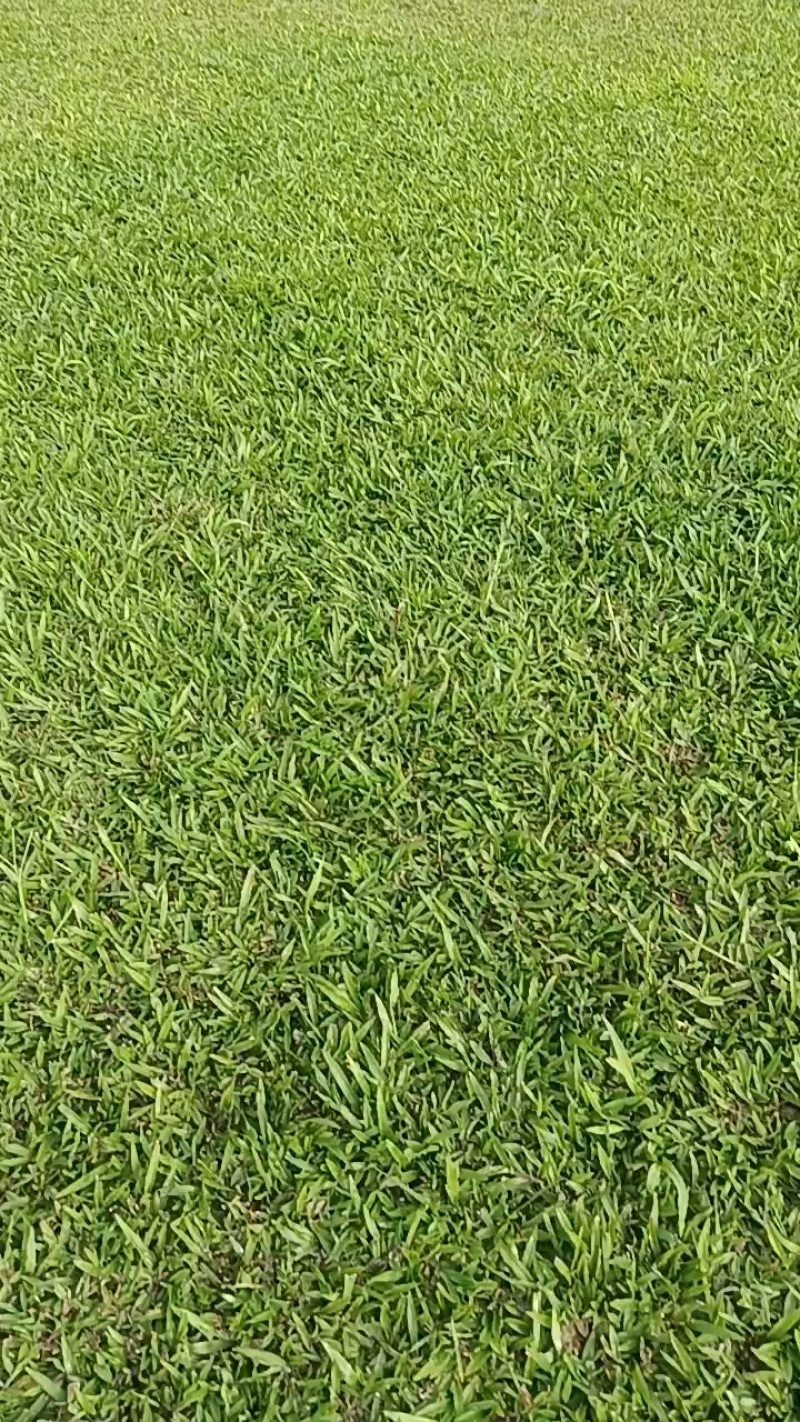 马尼拉台湾草草坪草兰引三号混播草货品充足量大从优