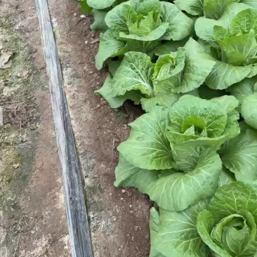 大白菜，净菜，毛菜都有