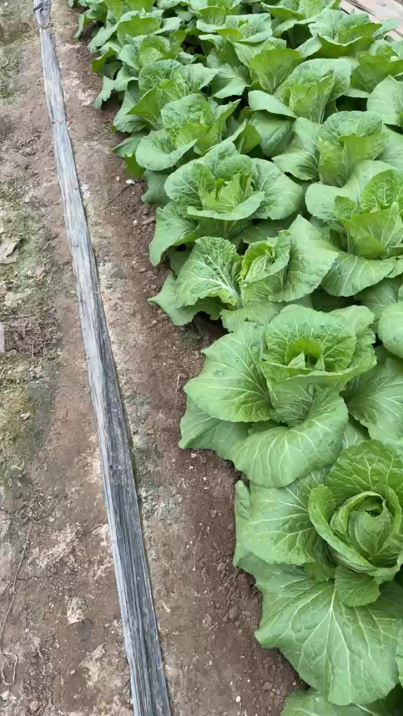 大白菜，净菜，毛菜都有