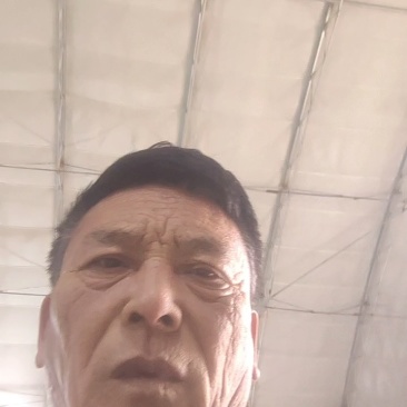河北昌黎北京三号白菜大量上市了货源充足无烧心需要的联系。