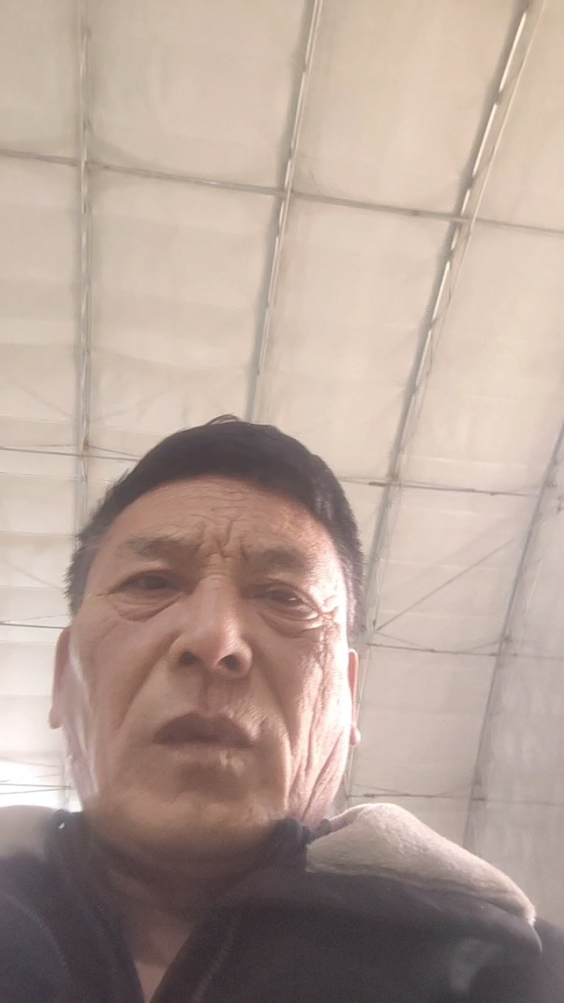河北昌黎北京三号白菜大量上市了货源充足无烧心需要的联系。
