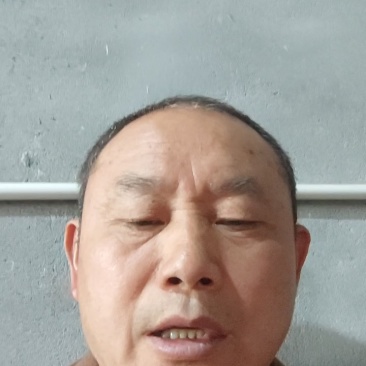 正宗蜂糖李子苗，蜂糖李嫁接苗，中晚熟品种基地直发。