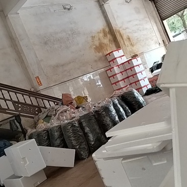 广东精品佛手瓜大量供应全国发货价格可谈随行就市
