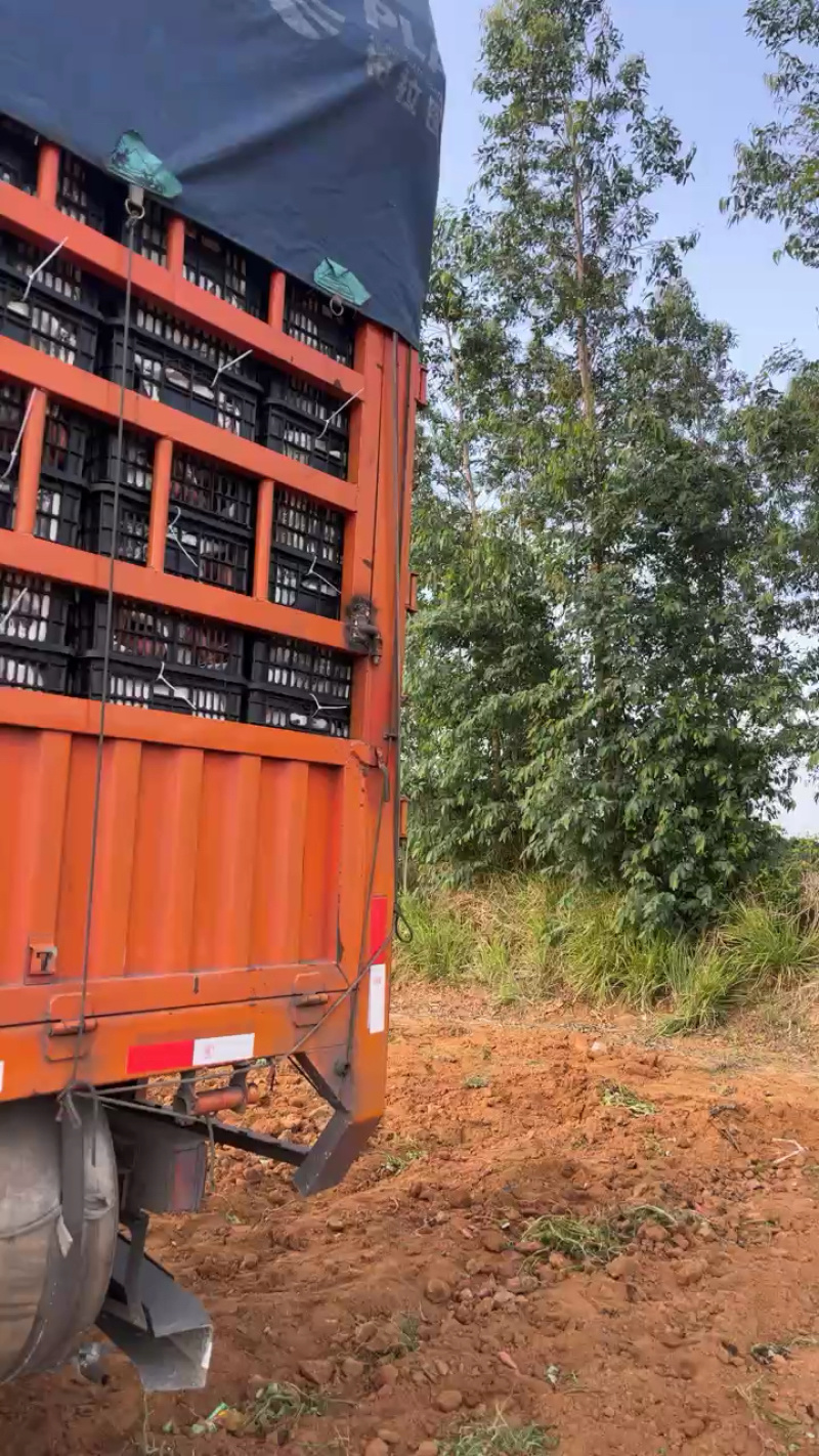 广东精品西瓜红红薯大量上市品质保证量大从优一手货源