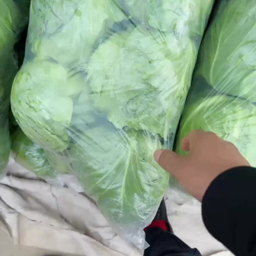 江苏精品暖棚宣甘蓝，量大从优，一手货源，供应市场商超