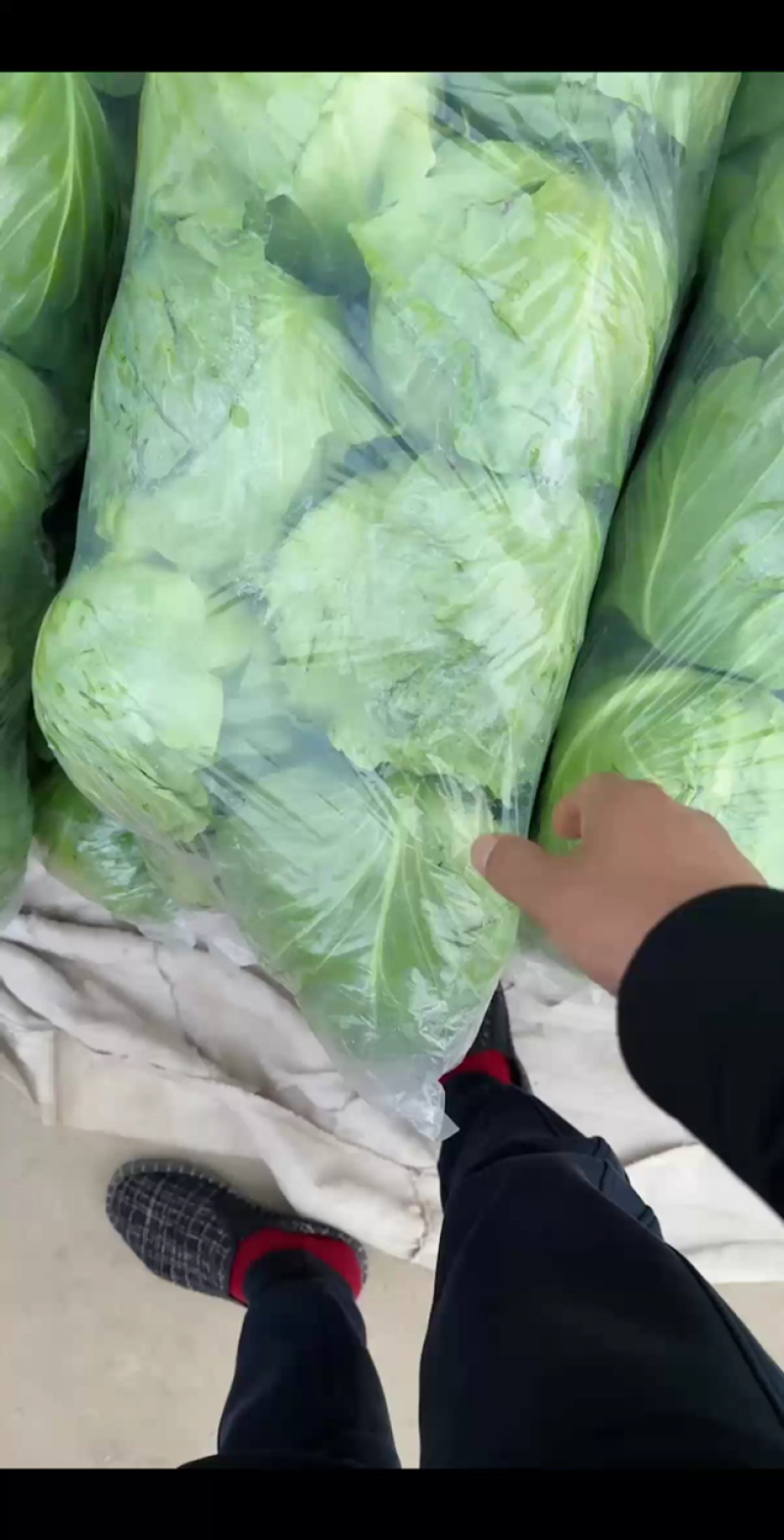 江苏精品暖棚宣甘蓝，量大从优，一手货源，供应市场商超