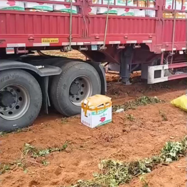 G33产地直供，条形色泽俱佳，正在装车