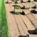北京草坪基地大量供应各种冷季型草坪