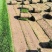 北京草坪基地大量供应各种冷季型草坪