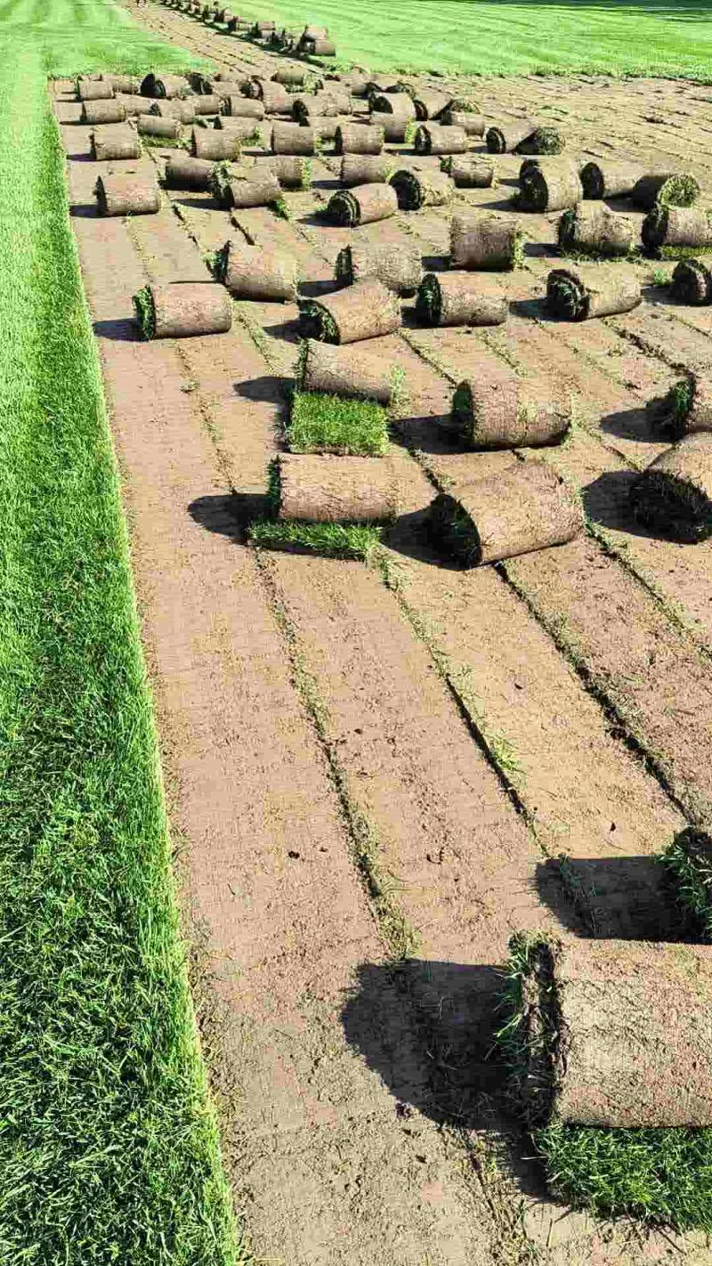 北京草坪基地大量供应各种冷季型草坪