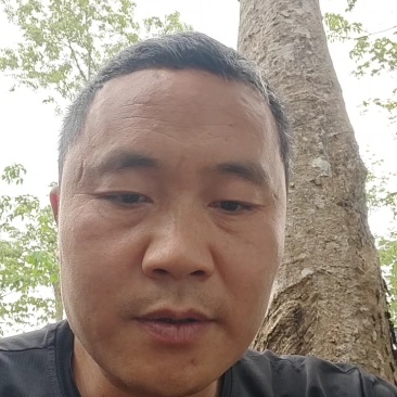 海南儋州红托竹荪