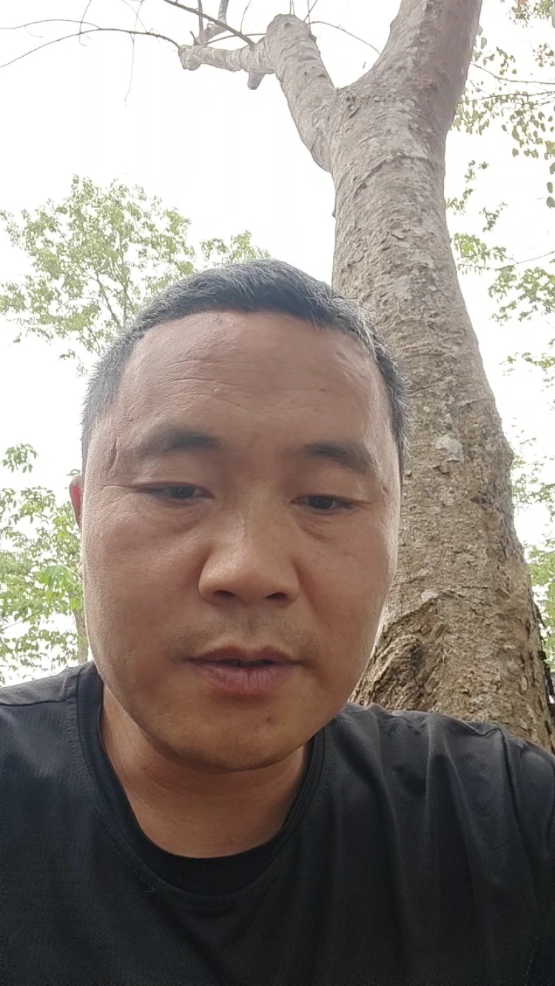 海南儋州红托竹荪