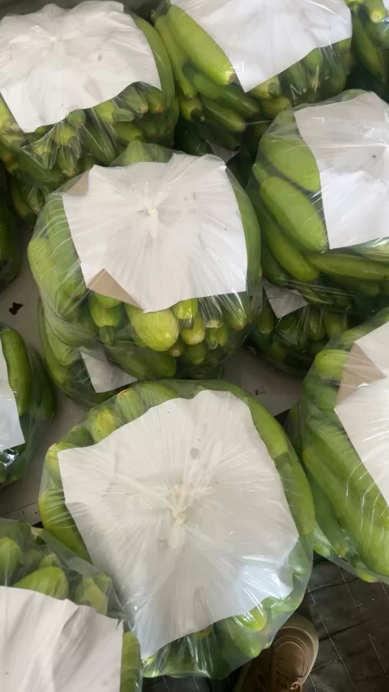 山东青州原产地精品西葫芦头，可批发，大量现货，全国发货！