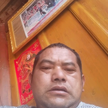 滇西中药材鬼针草量大从优品质发货欢迎来基地考察订购