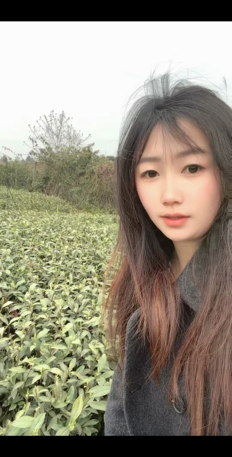基地直发中茶108茶苗品质保证价格实惠