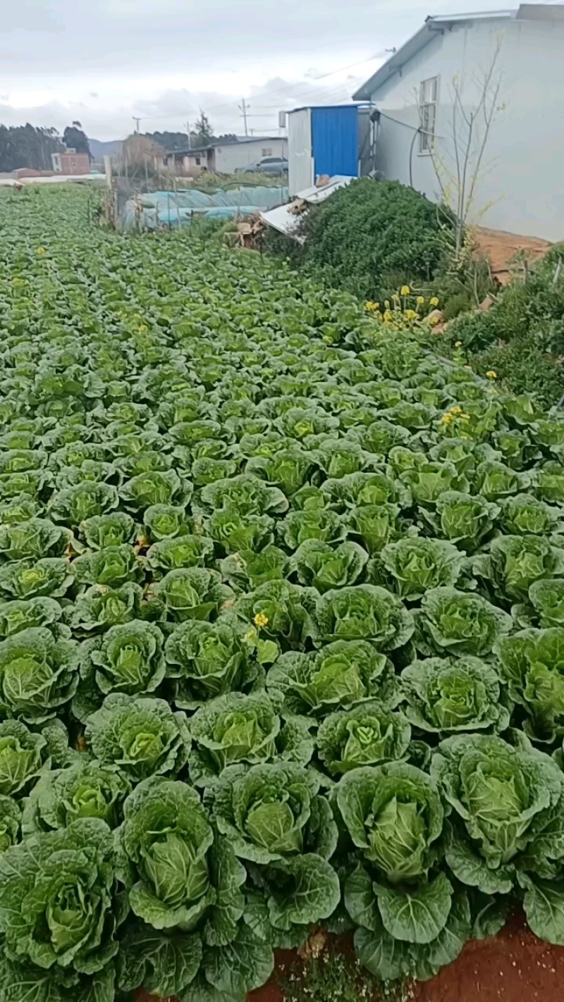 精品黄心白菜大量现货供应可视频看货发全国