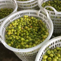 广东揭阳牛柑果，三层四层可选，现货热销中！