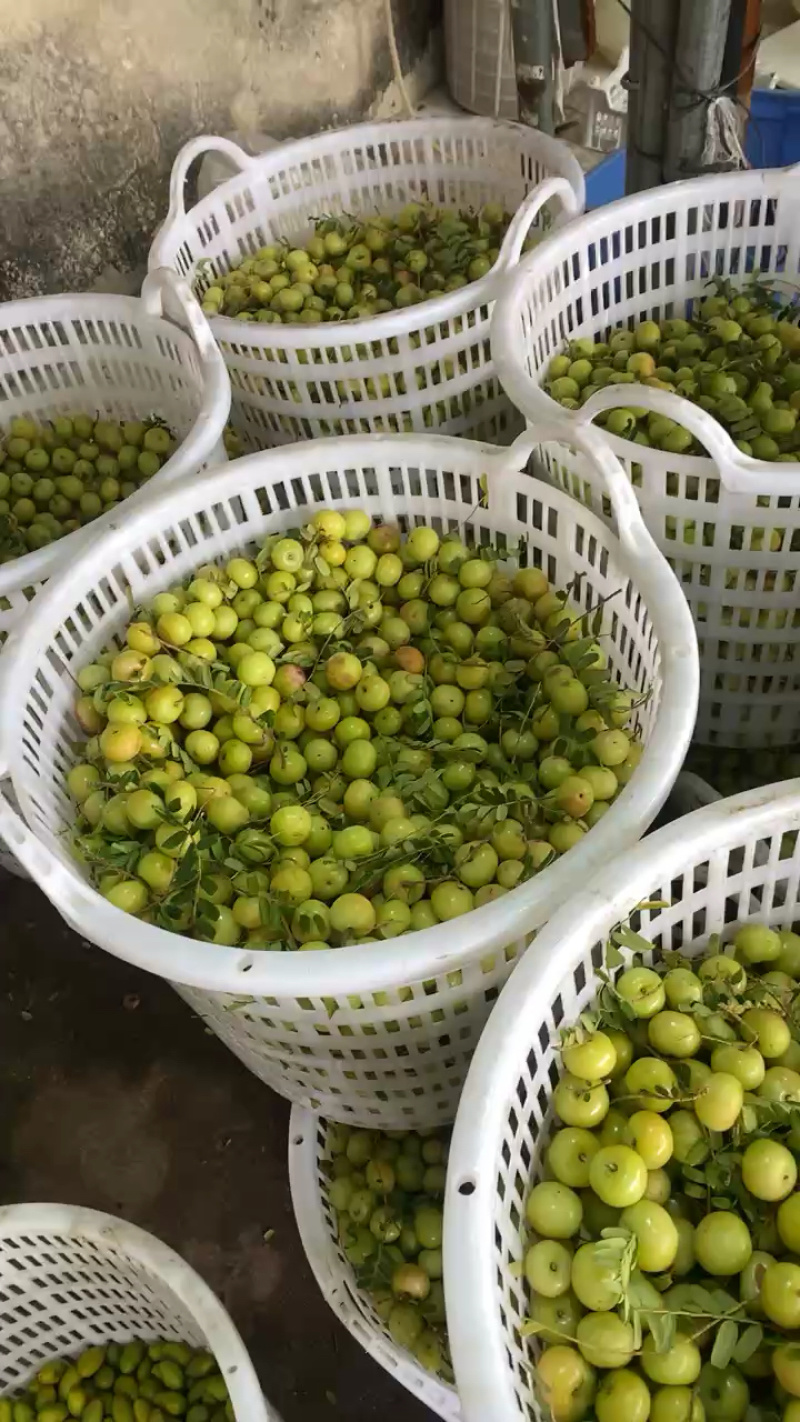 广东揭阳牛柑果，三层四层可选，现货热销中！