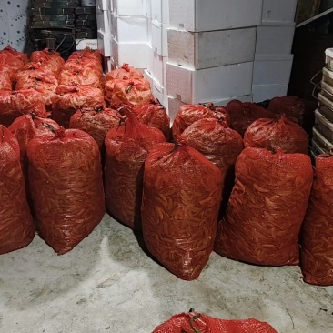 【推荐】海南白玉豆一手货源量大从优供应市场商超电商