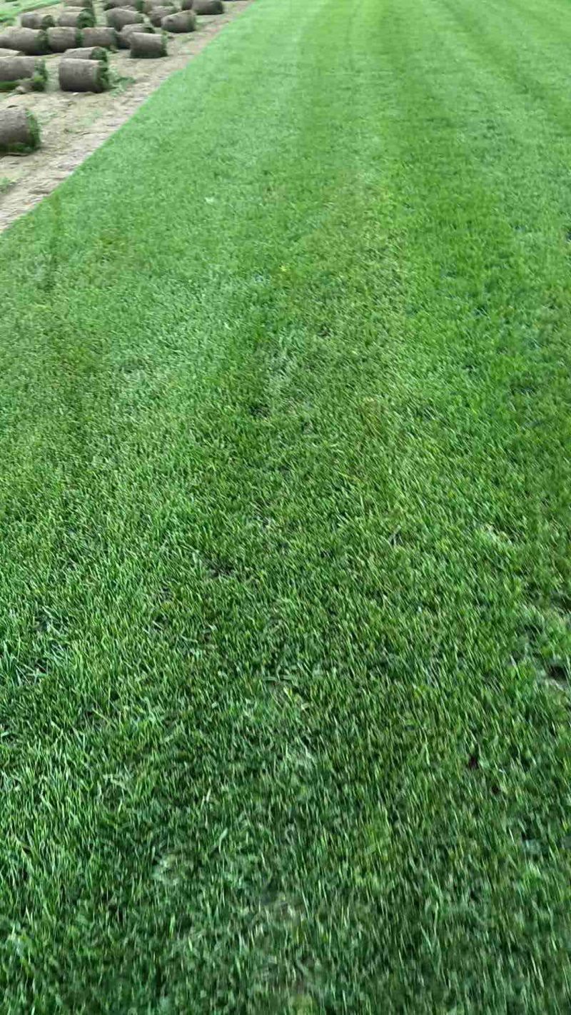 果岭草