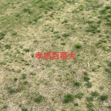 百慕大，混播草，马尼拉，马尼拉混播，浙江湖北安徽江西