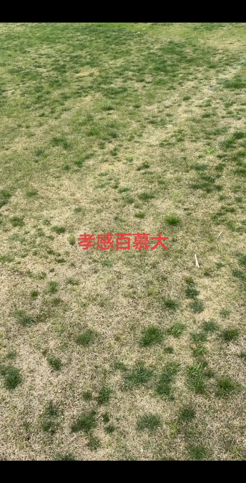 百慕大，混播草，马尼拉，马尼拉混播，浙江湖北安徽江西
