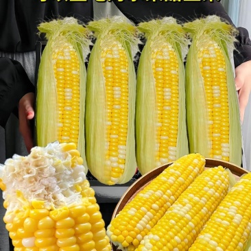 云南万亩水果玉米大量供应