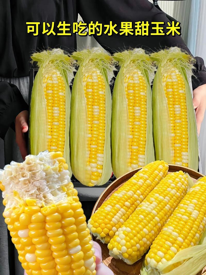 云南万亩水果玉米大量供应