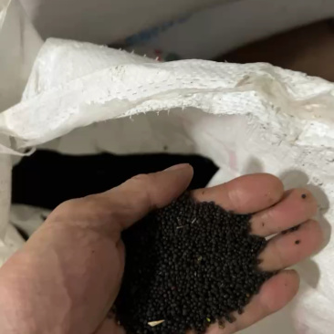 自家农场油菜籽