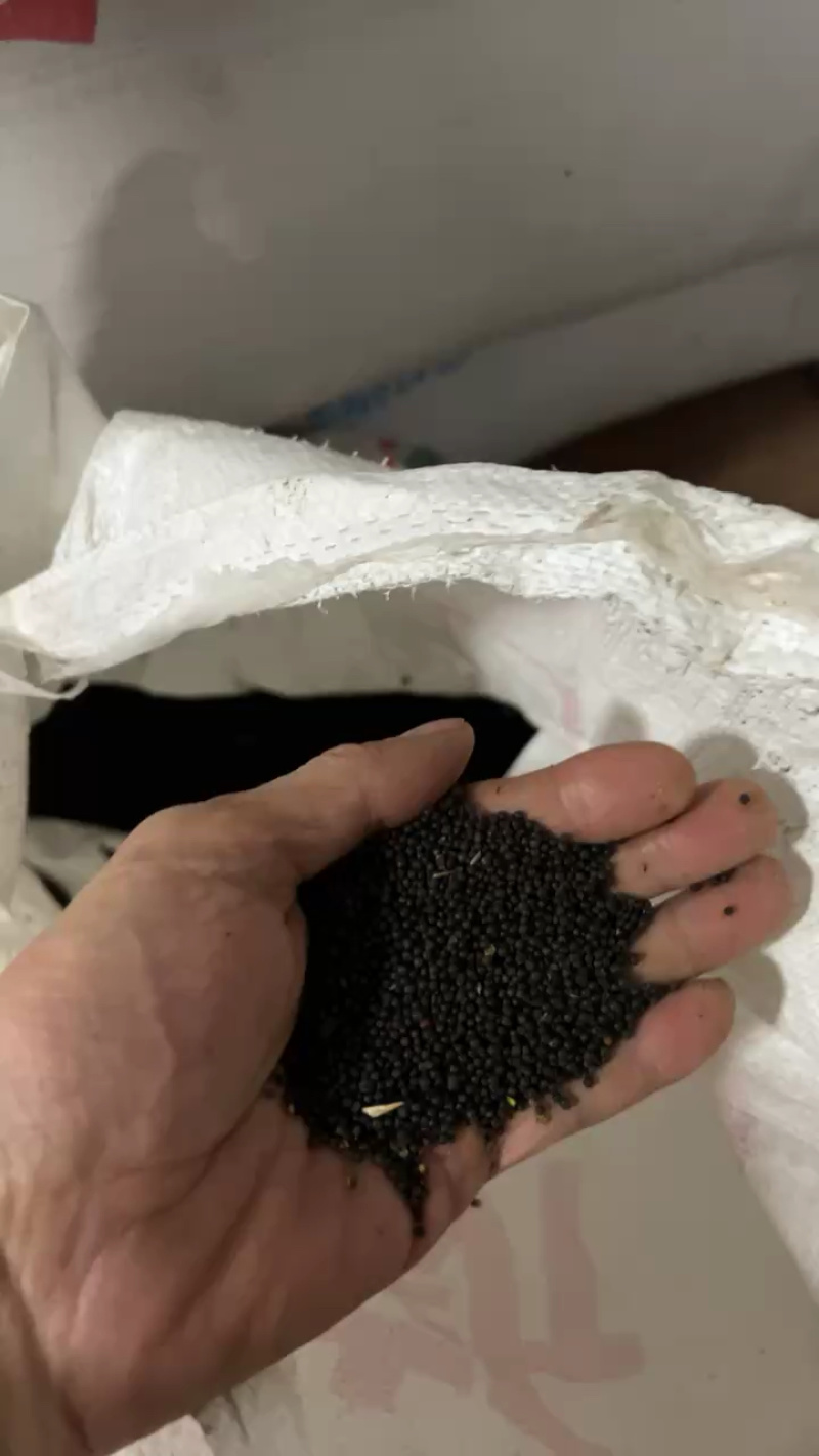 自家农场油菜籽