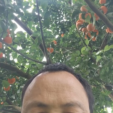 桂林砂糖橘