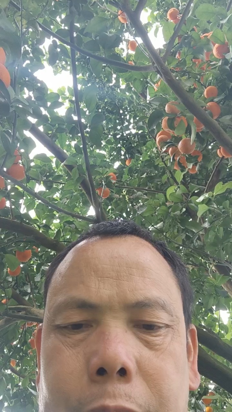 桂林砂糖橘