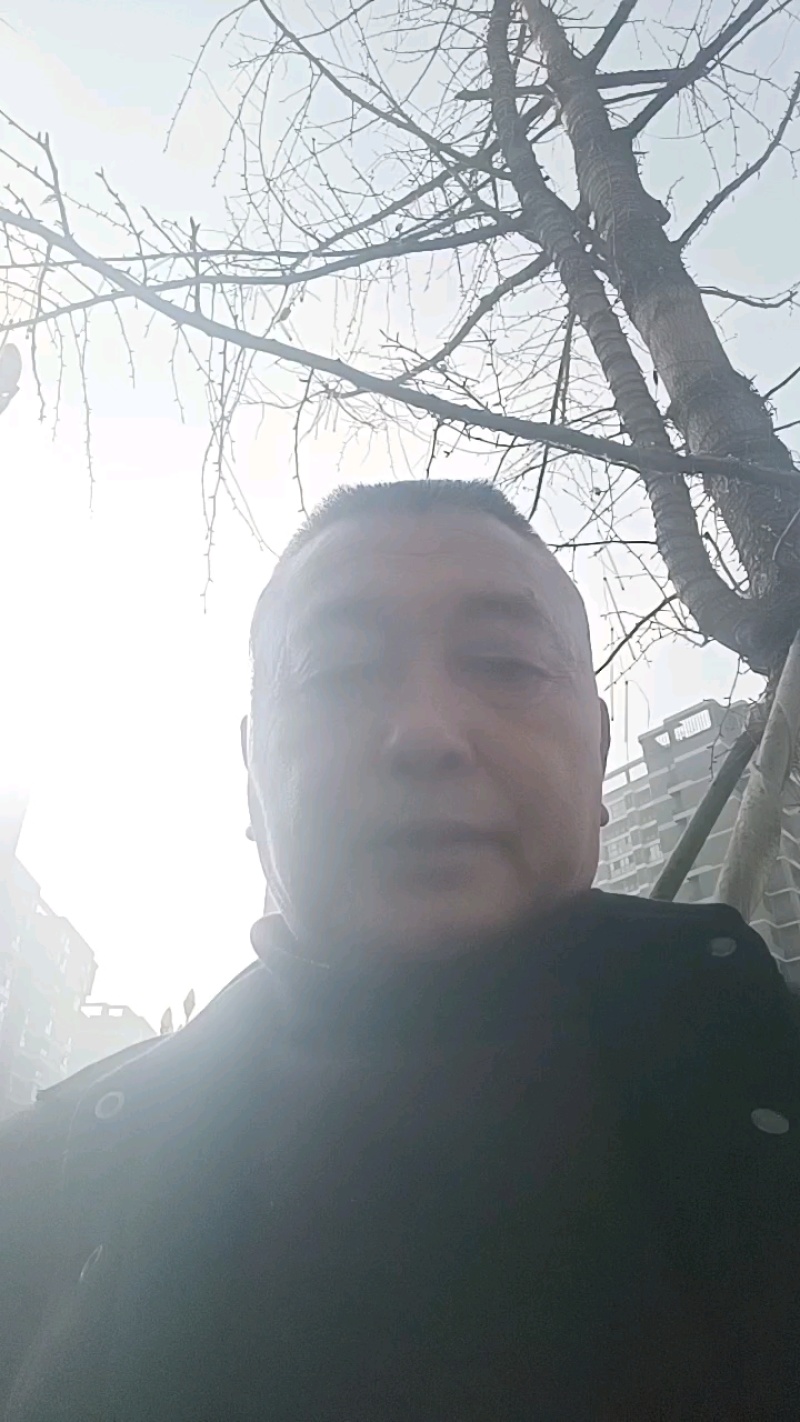 精品大五星枇杷苗，包挂果，包技术，假一赔十，放心购买。