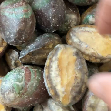 新鲜活冻鲍鱼大鲍鱼小鲍鱼贝类捞汁小海鲜专用食材