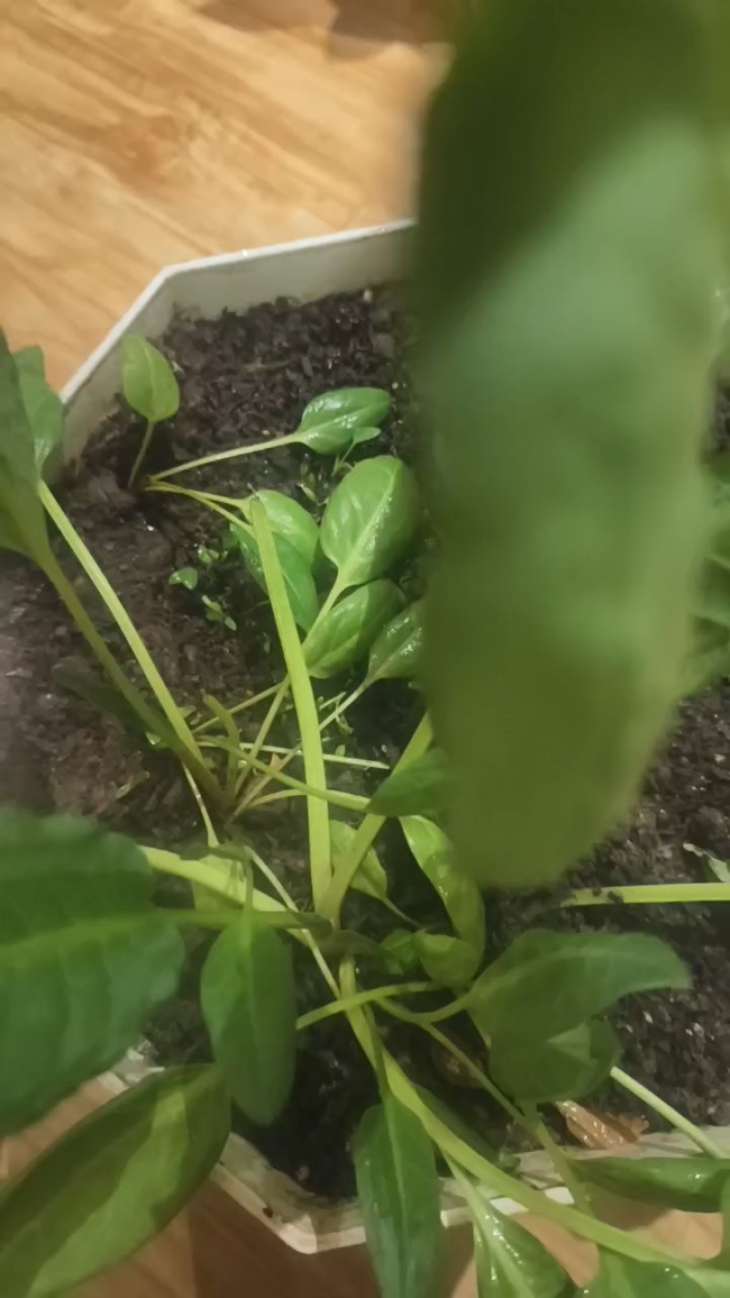食叶草种苗