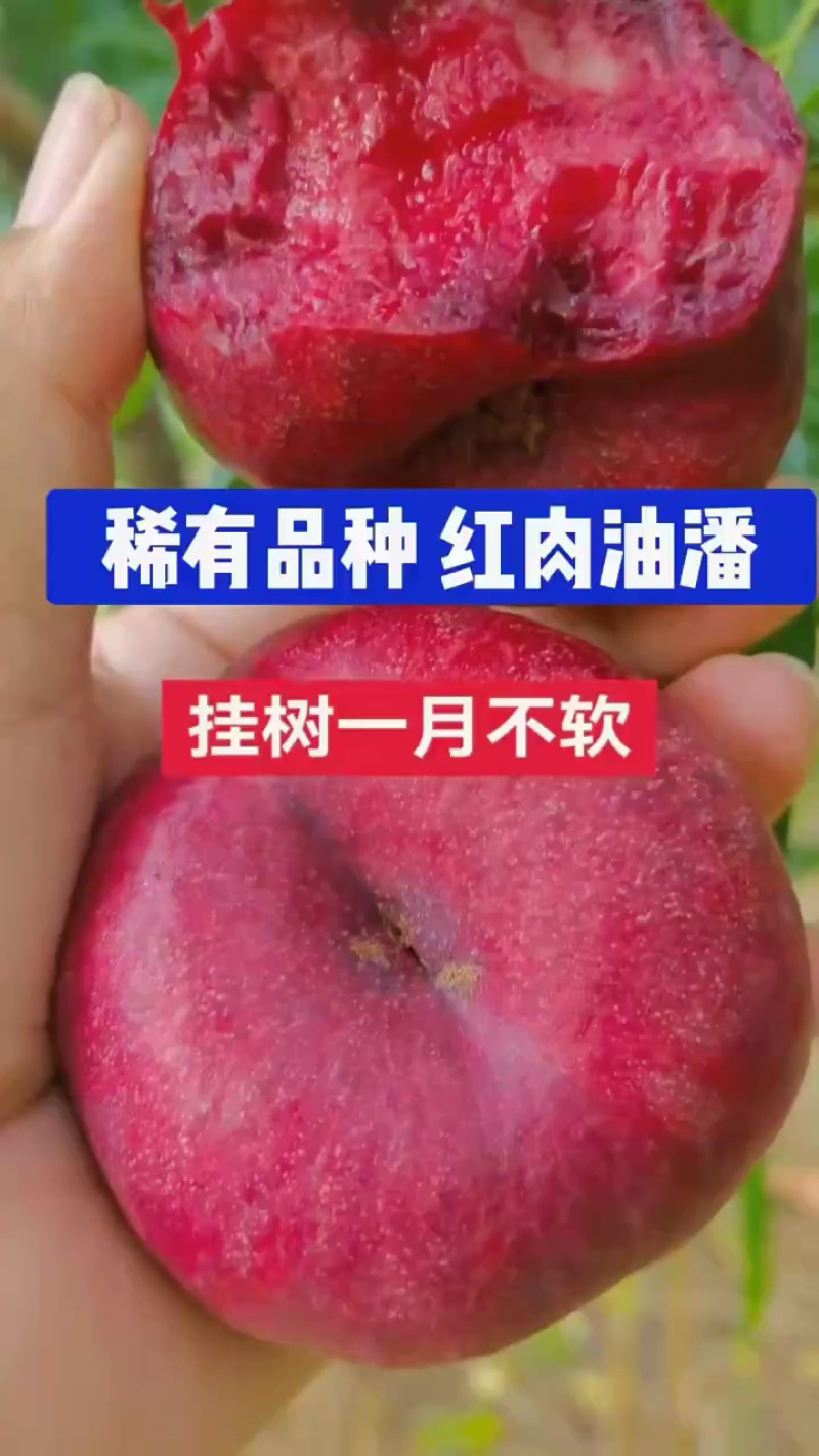 红肉油蟠桃，纯甜无酸，含糖24个糖以上！