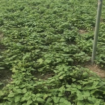 脱毒穴盘扩繁红薯苗，品种齐全、有西瓜红红瑶丝滑榴莲蜜薯