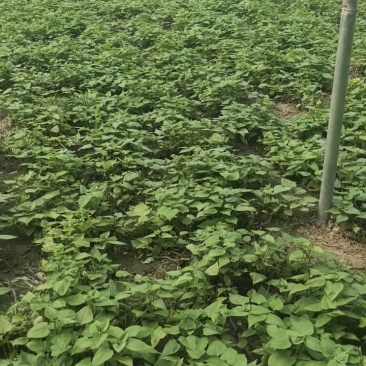脱毒穴盘扩繁红薯苗，品种齐全、有西瓜红红瑶丝滑榴莲蜜薯