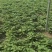 脱毒穴盘扩繁红薯苗，品种齐全、有西瓜红红瑶丝滑榴莲蜜薯